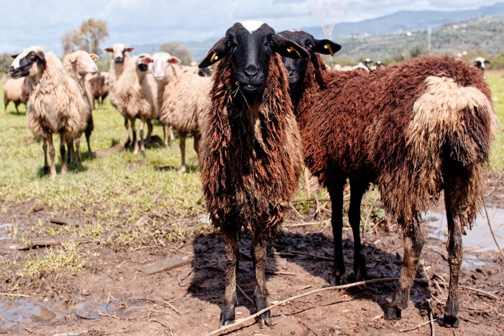 schapen